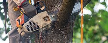 Best Tree Cabling and Bracing  in Saxapahaw, NC