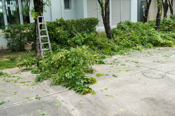 Best Tree Trimming and Pruning  in Saxapahaw, NC