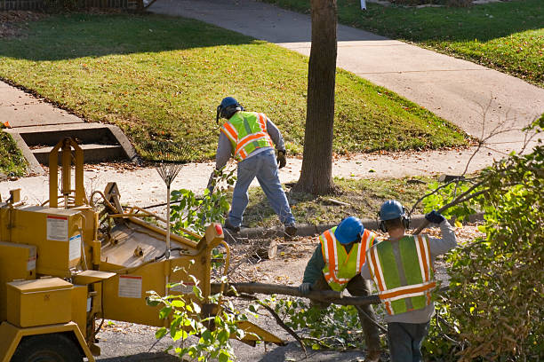 Best Fruit Tree Pruning  in Saxapahaw, NC