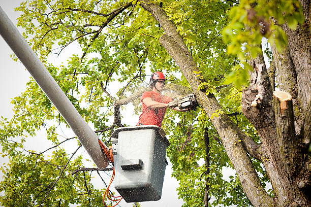 Best Hedge Trimming  in Saxapahaw, NC